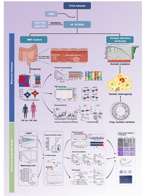An inflammation-related subtype classification for analyzing tumor microenvironment and clinical prognosis in colorectal cancer